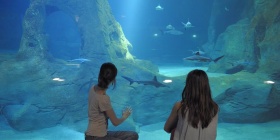 Aquarium de biarritz